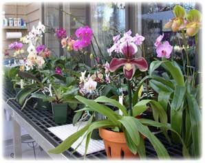 orchid growing